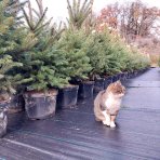 Smrek pichľavý (Picea pungens) ´GLAUCA´ - výška 120-150 cm, kont. C20L